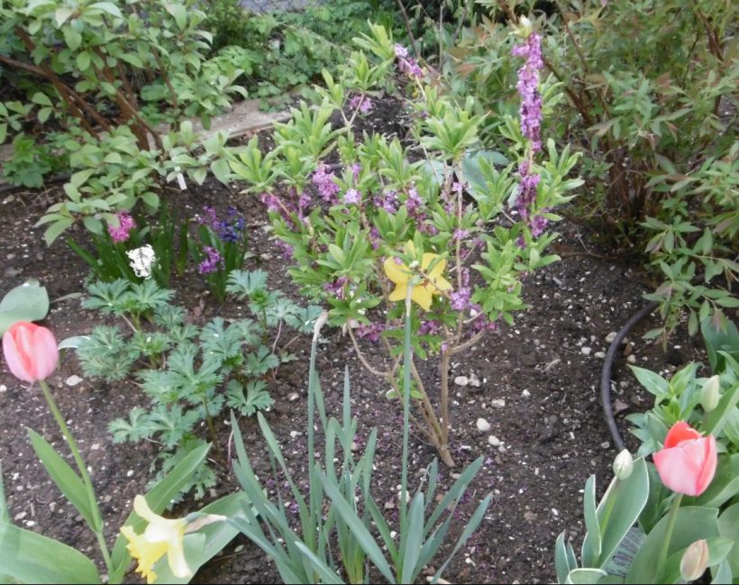 GartenImpressionen Gesellschaft der Freunde des