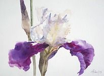 Noch bis zum 5.6.16: “Paradisische Iris” Gemäldeausstellung