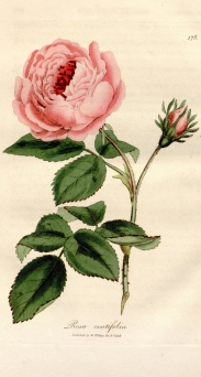XXII. Rosenschau “Hundert Rosen zum Geburtstag”